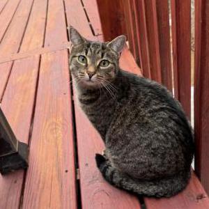 Image of Rosita, Lost Cat