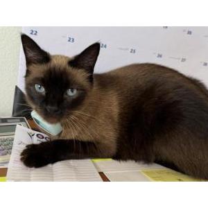 Image of Whiskey, Lost Cat