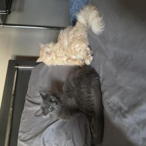 Image of Jinx, Lost Cat