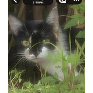 Image of Unknown, Found Cat