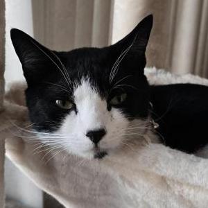 Image of Buddy, Lost Cat