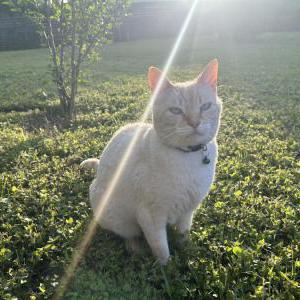 2nd Image of Tundra, Lost Cat