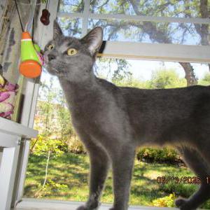 Image of Squiddy, Lost Cat