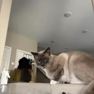 Lost Cat Socs