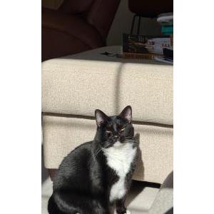 Image of Socks, Lost Cat
