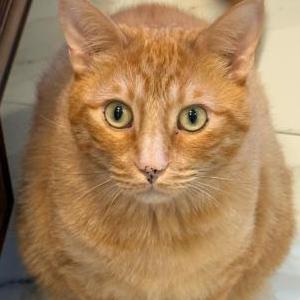Image of Frankie, Lost Cat