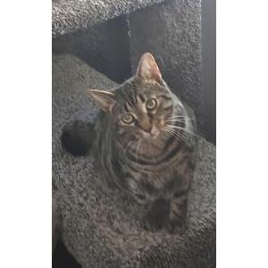 Lost 2 Lilly Bug. Buggy (Ohio)