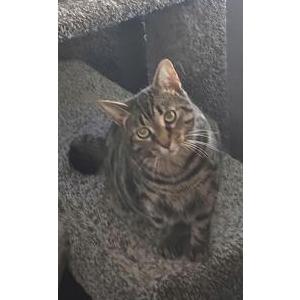 2nd Image of Lilly Bug. Buggy, Lost Cat