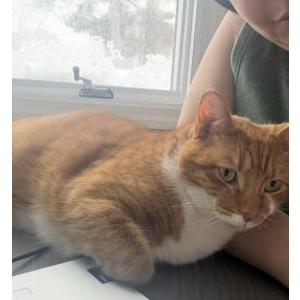 Image of Kitty, Lost Cat