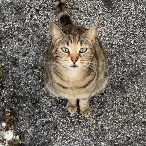Image of kitty, Lost Cat