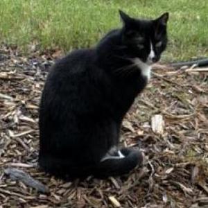 Image of Kanye, Lost Cat