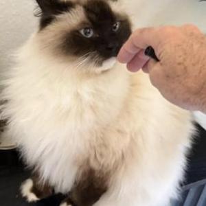 Image of Roxy, Lost Cat