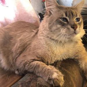Image of Stew, Lost Cat