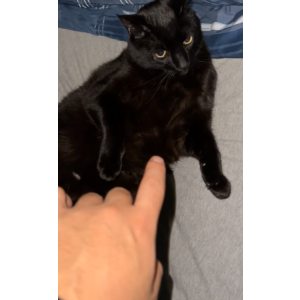 Image of Simon, Lost Cat