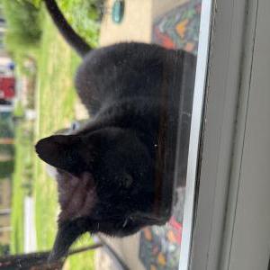 Image of Paul, Found Cat