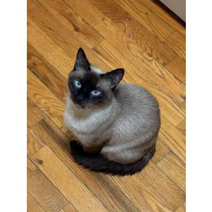Image of Tovah, Lost Cat