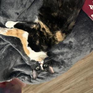 Lost Cat Mara