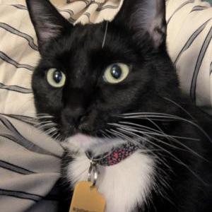 Image of Miley, Lost Cat