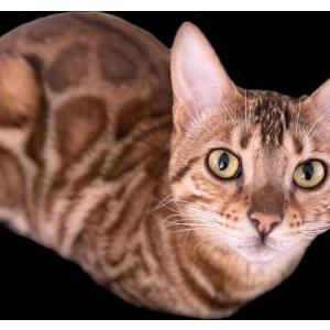 Image of Arwen, Lost Cat