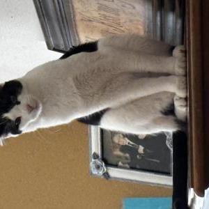 Image of squid, Lost Cat