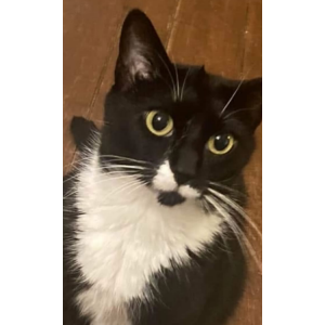 Image of Milo, Lost Cat