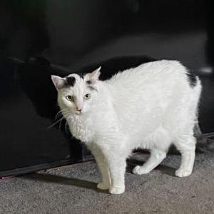 Lost 2 Mittens (Ohio)