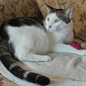 Image of Pumpkin, Lost Cat
