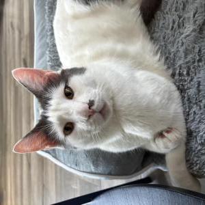 Image of Ghost, Lost Cat