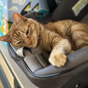 Image of Cheeto, Lost Cat