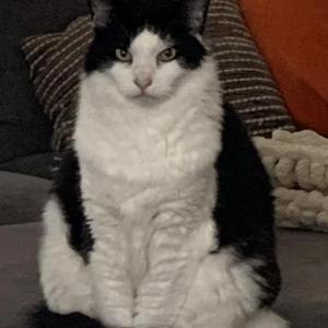 Image of Cat Stevens, Lost Cat