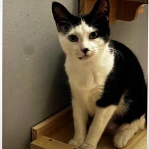 Image of Leopard, Lost Cat
