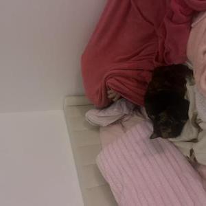 Image of Misty, Lost Cat