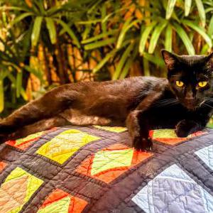 2nd Image of Toby Rave, Lost Cat