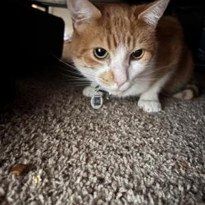 Image of Ken, Lost Cat