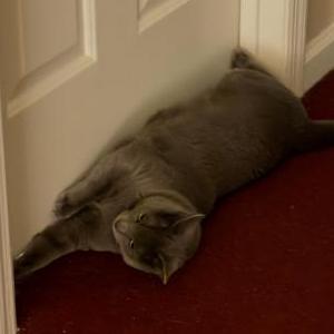 Image of Nala, Lost Cat