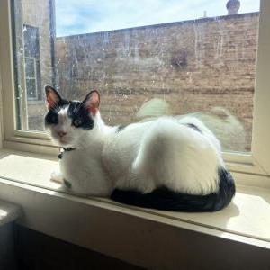 2nd Image of Loki, Lost Cat