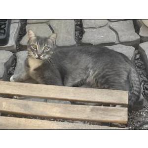 Image of Unknown, Found Cat