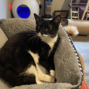 Image of Frankis, Lost Cat