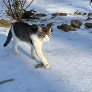Image of Kitty, Lost Cat