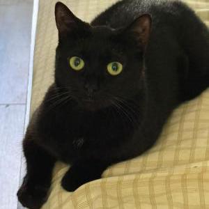 Image of Sunshine, Lost Cat