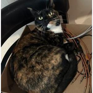 Image of Reece, Lost Cat