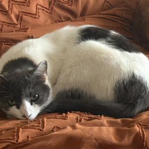 Image of Drizzle, Lost Cat
