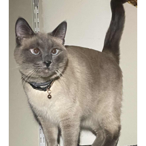 Image of Rama, Lost Cat