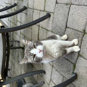 Image of Unknown, Found Cat
