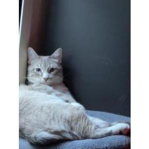 Image of Casper, Lost Cat