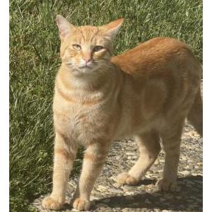 Image of Alaani, Lost Cat