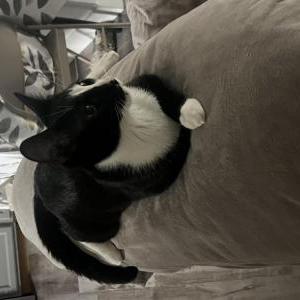 Image of Kale, Lost Cat