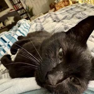 Image of Batman, Lost Cat