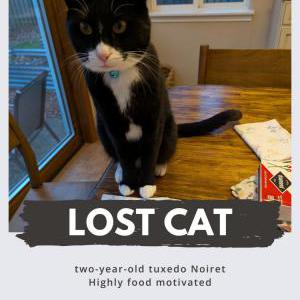 Image of Noiret, Lost Cat