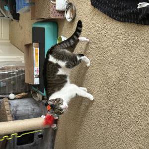 Image of Cleo, Lost Cat